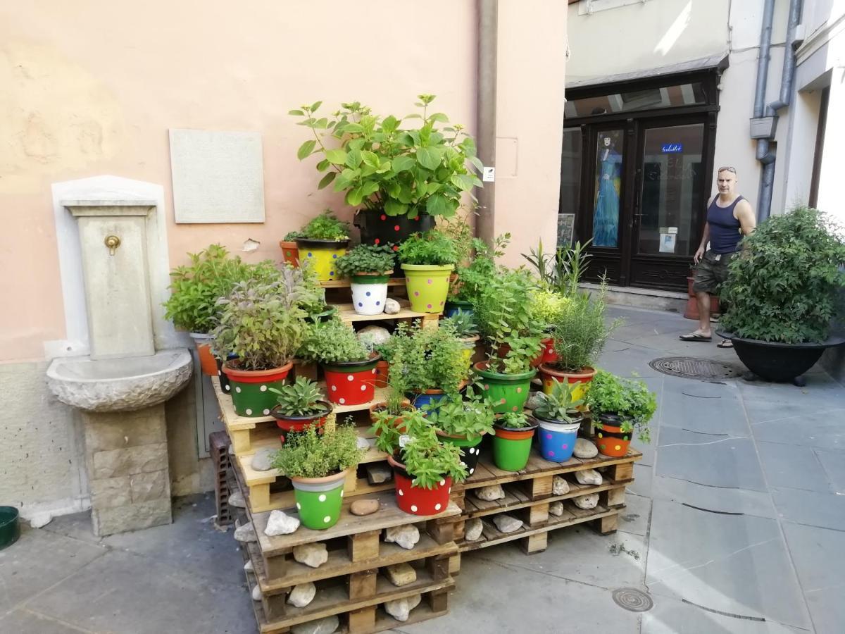 Arbutus * Izola